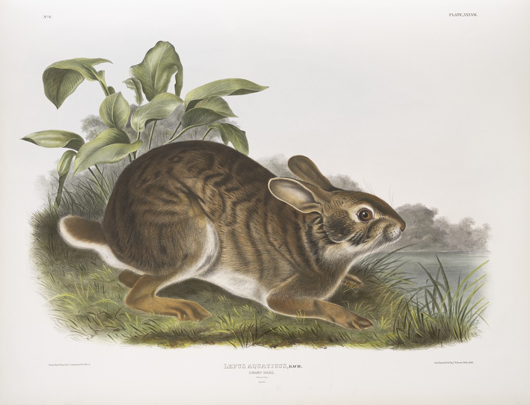 John Woodhouse Audubon - Lepus aquaticus, Swamp Hare. Natural size. Male.