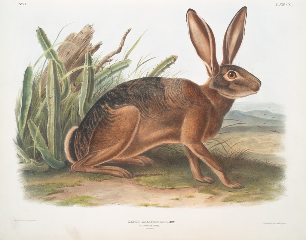 John Woodhouse Audubon - Lepus californicus, Californian Hare. Natural size.