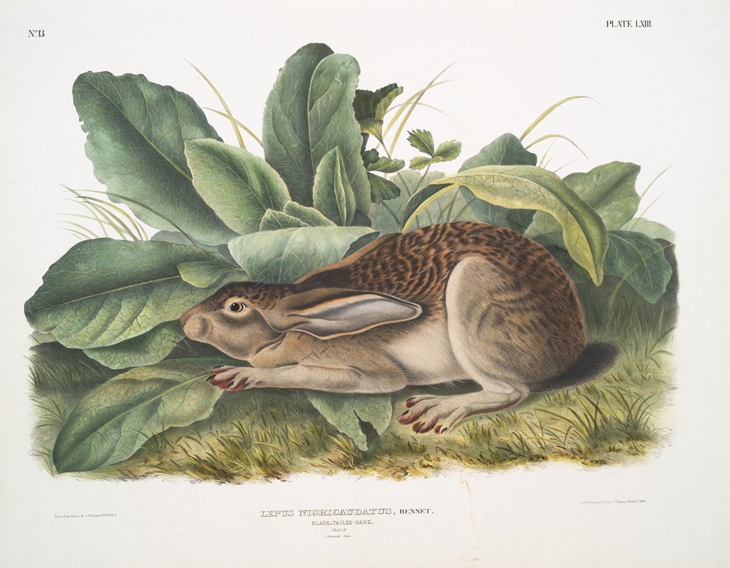 John Woodhouse Audubon - Lepus negricaudatus, Black-tailed Hare. Male. Natural size.