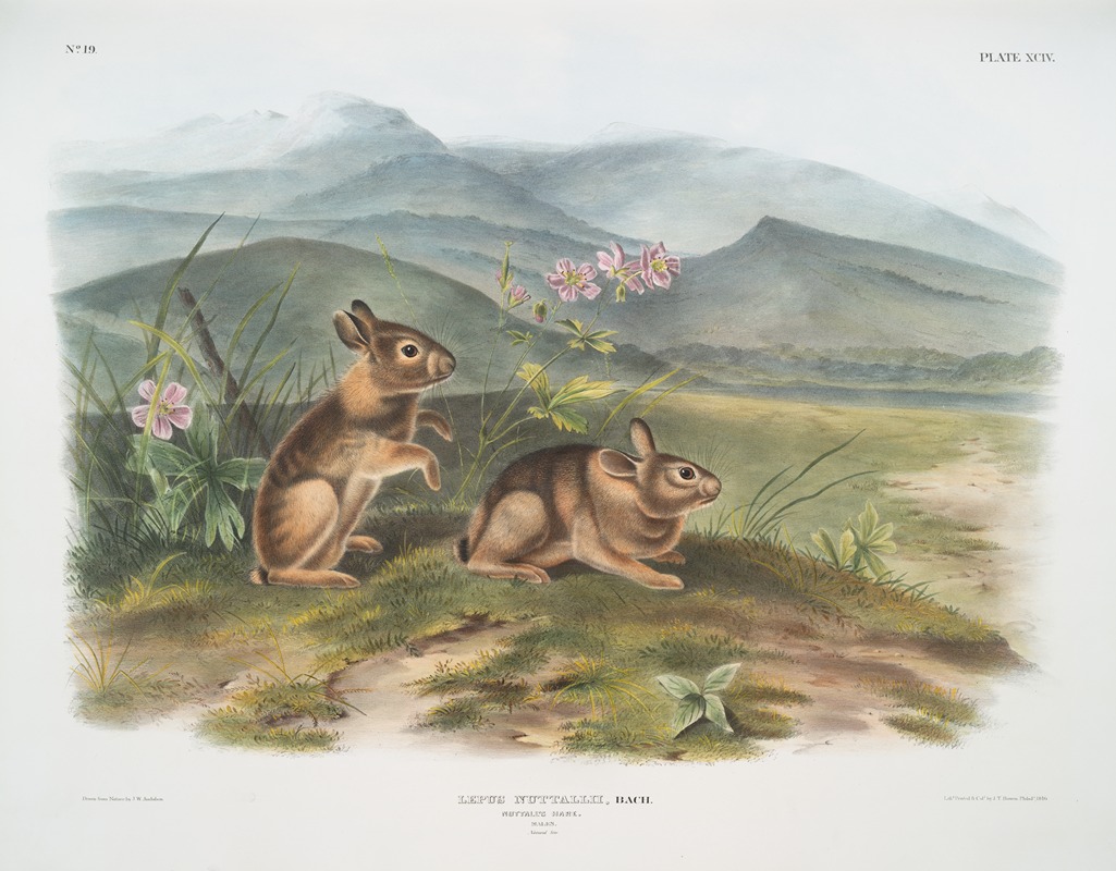 John Woodhouse Audubon - Lepus nuttallii, Nuttall’s Hare. (Males. Natural size.)