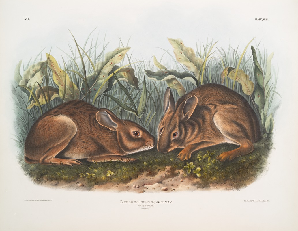 John Woodhouse Audubon - Lepus palustris, Marsh Hare. Natural size.