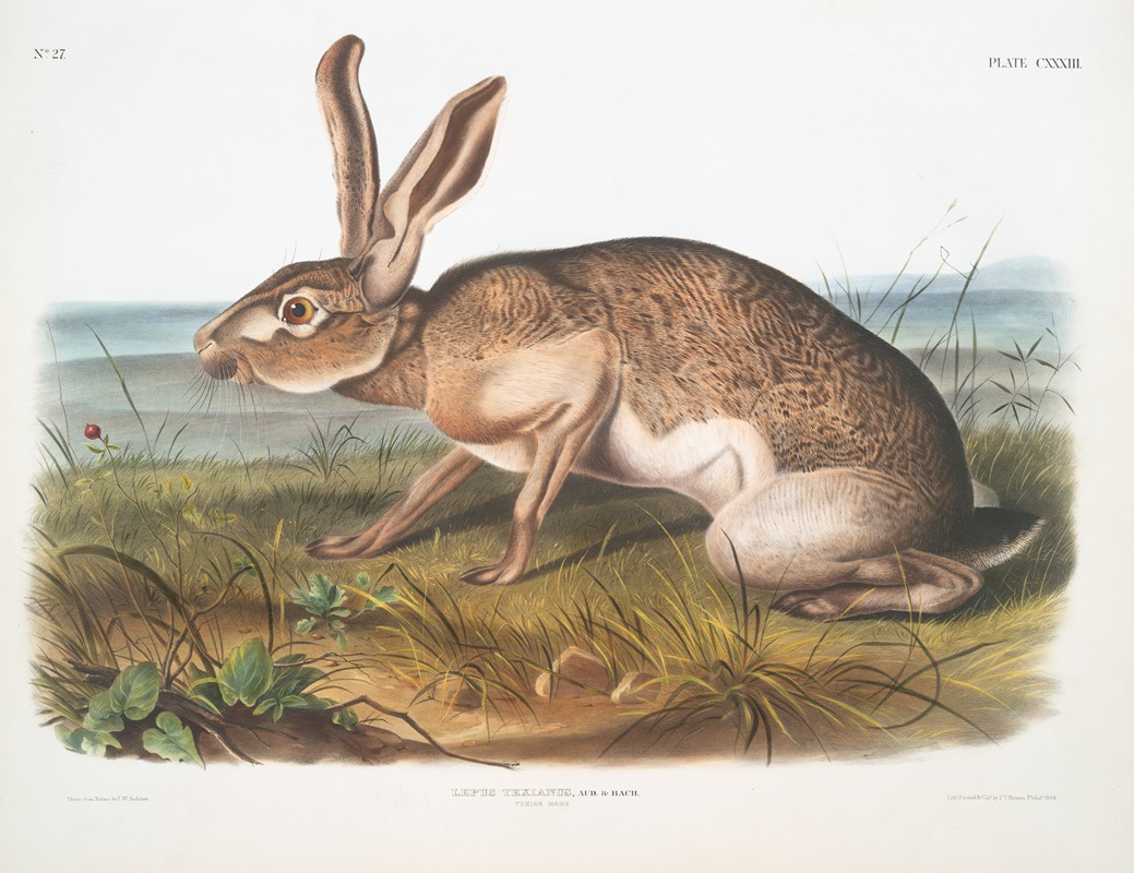 John Woodhouse Audubon - Lepus Texianus, Texian Hare. Male. Natural size.