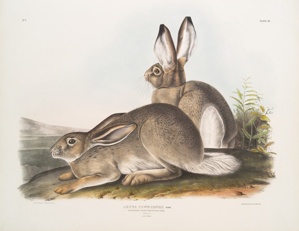 John Woodhouse Audubon - Lepus Townsendii, Townsend’s Rocky Mountain Hare. Natural size. Male & Female.