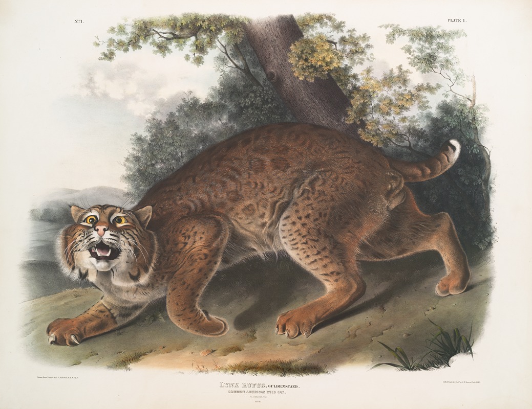 John Woodhouse Audubon - Lynx rufus, Common American Wild Cat
