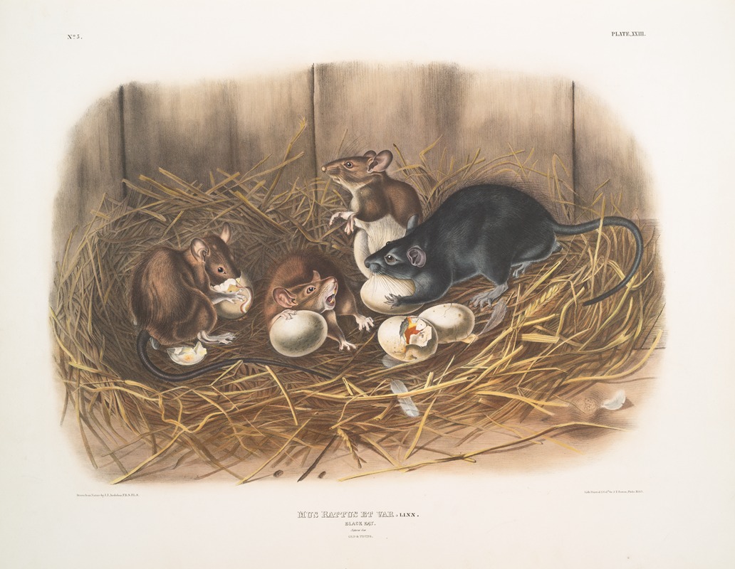 John Woodhouse Audubon - Mus Rattus et var., Black Rat. Natural size. Old & young.