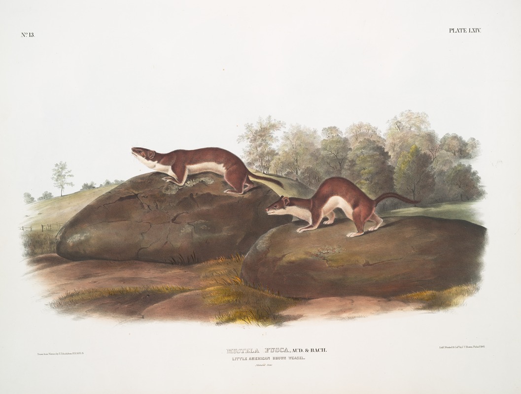 John Woodhouse Audubon - Mustela fusca , Little American Brown Weasel. Natural size.