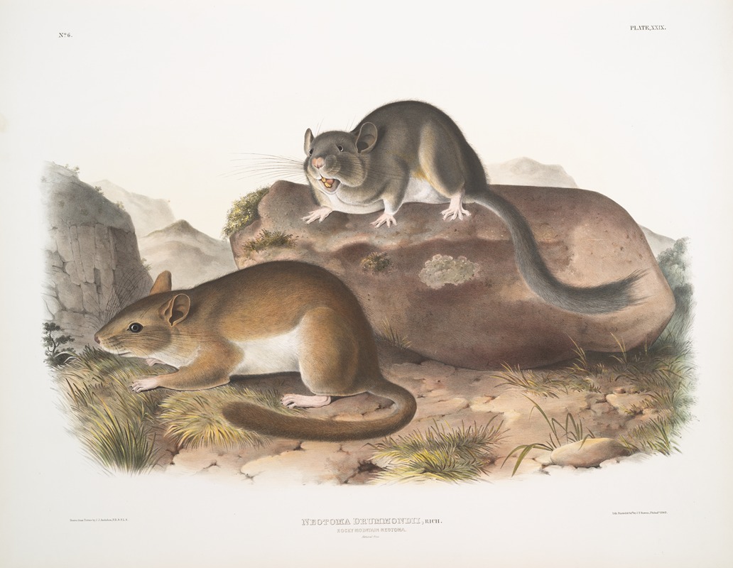 John Woodhouse Audubon - Neotoma Drummondii, Rocky Mountain Neotoma. Natural size.