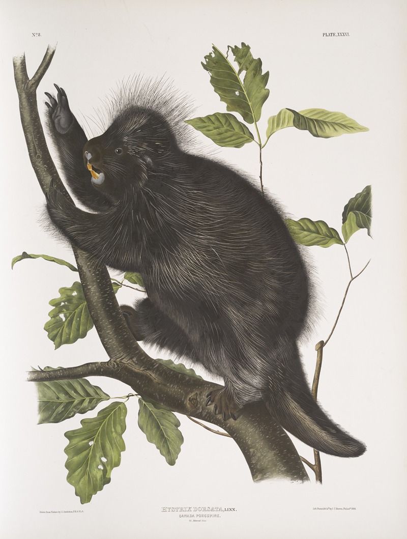 John Woodhouse Audubon - Nystrix dorsata, Canada Porcupine