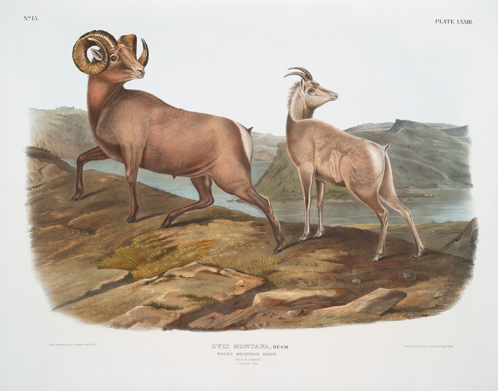 John Woodhouse Audubon - Ovis montana, Rocky Mountain Sheep. Male & female.