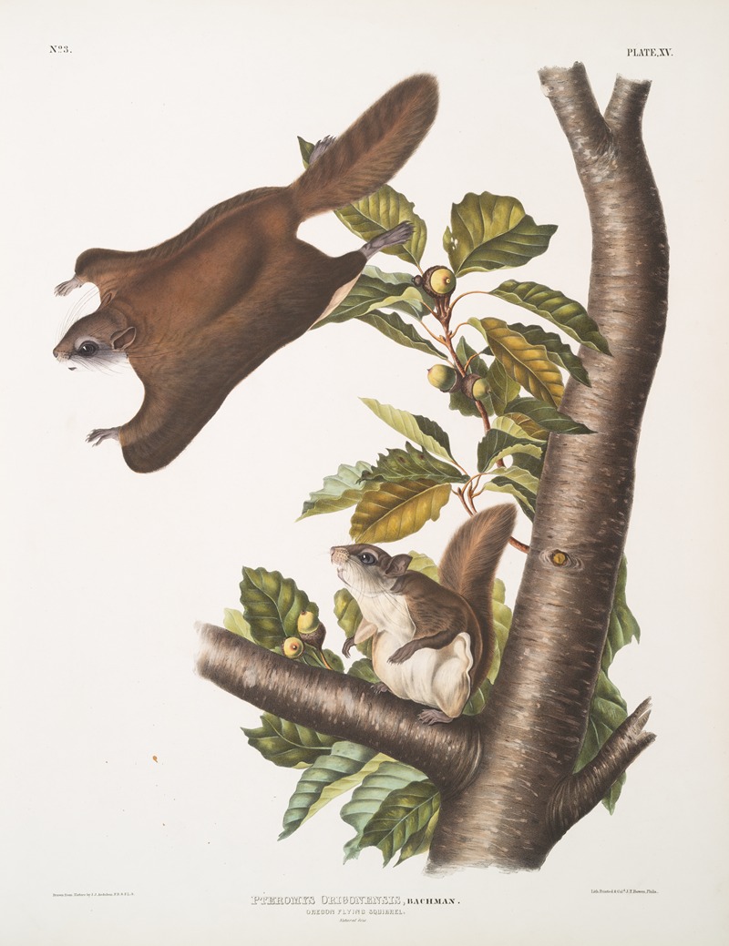 John Woodhouse Audubon - Pteromys Origonensis, Oregon Flying Squirrel. Natural size.