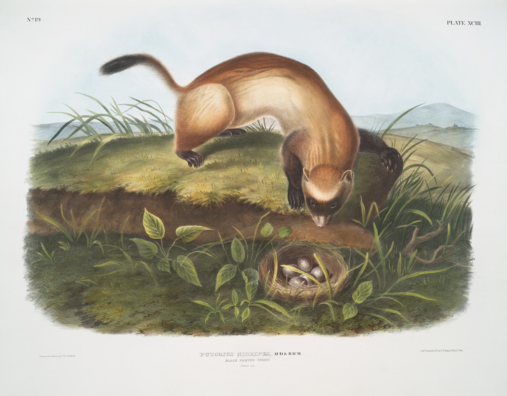 John Woodhouse Audubon - Putorius nigripes, Black-footed Ferret. (Natural size.)