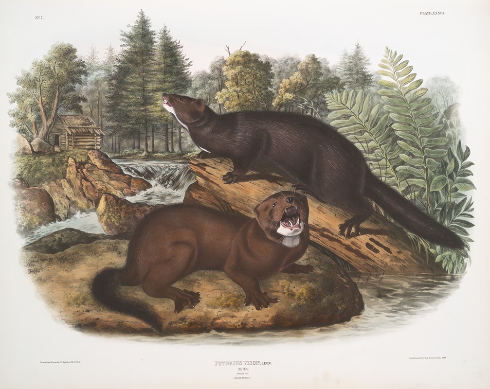 John Woodhouse Audubon - Putorius vison, Mink. Natural size. Male & female.