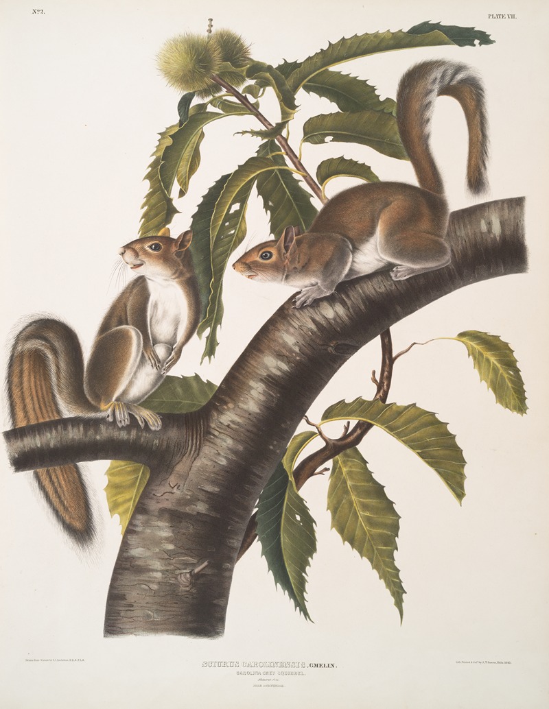 John Woodhouse Audubon - Sciurus Carolinensis, Carolina Grey Squirrel. Natural size. Male & Female.