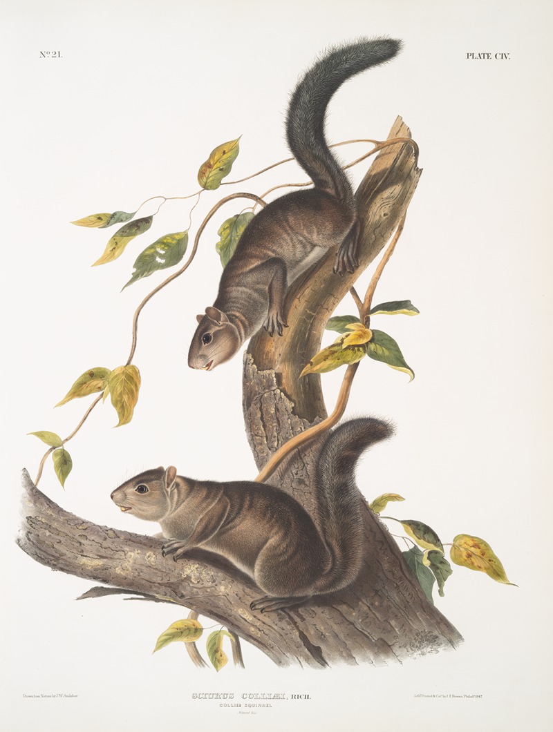 John Woodhouse Audubon - Sciurus colliaei, Collies Squirrel. Natural size.