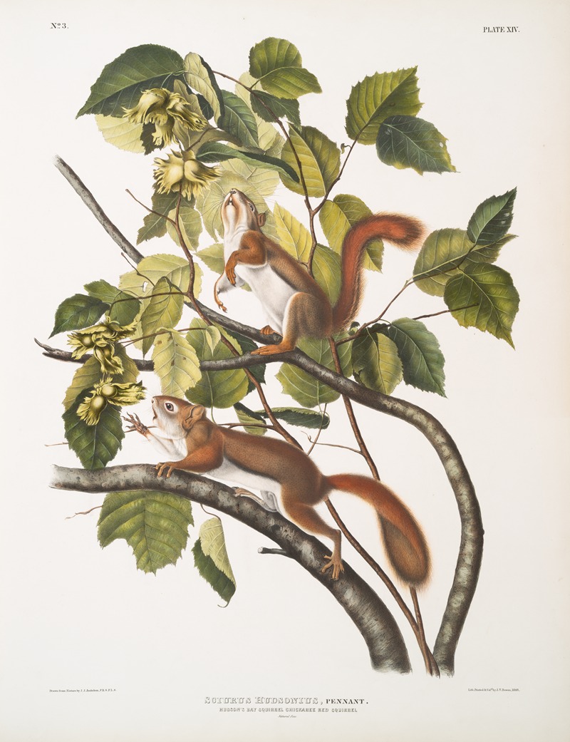 John Woodhouse Audubon - Sciurus Hudsonius, Hudson’s Bay Squirrel, Chickaree Red Squirrel. Natural size.