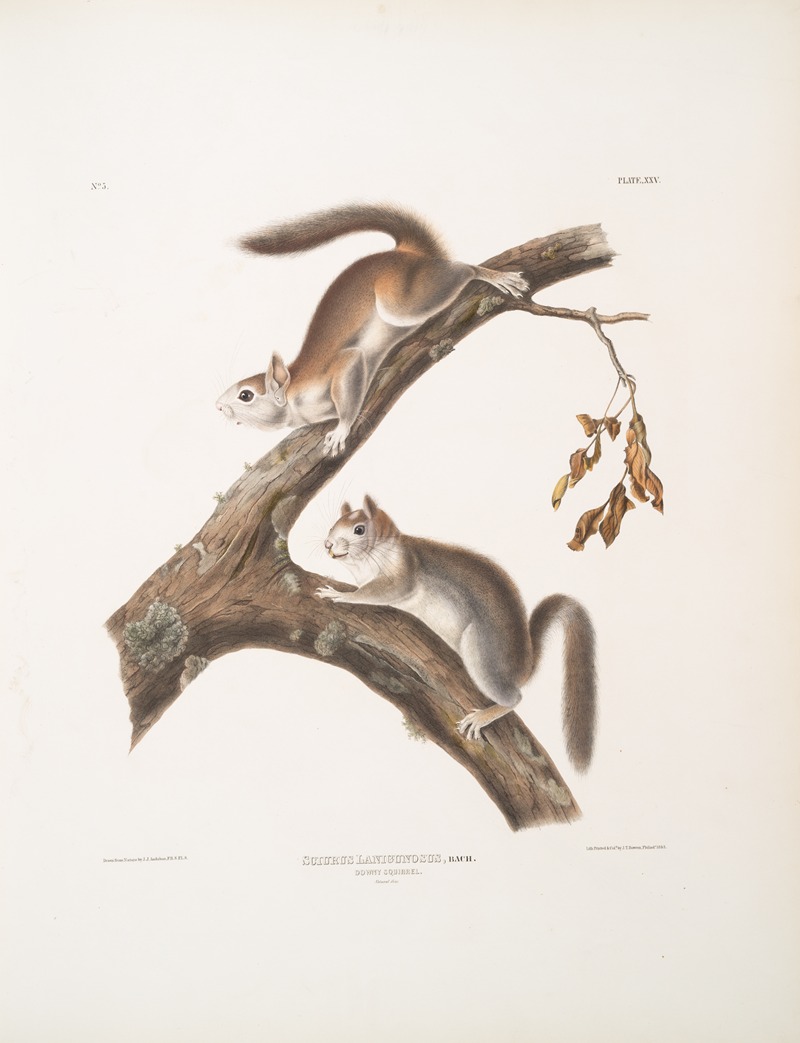 John Woodhouse Audubon - Sciurus Lanigunosus, Downy Squirrel. Natural size.