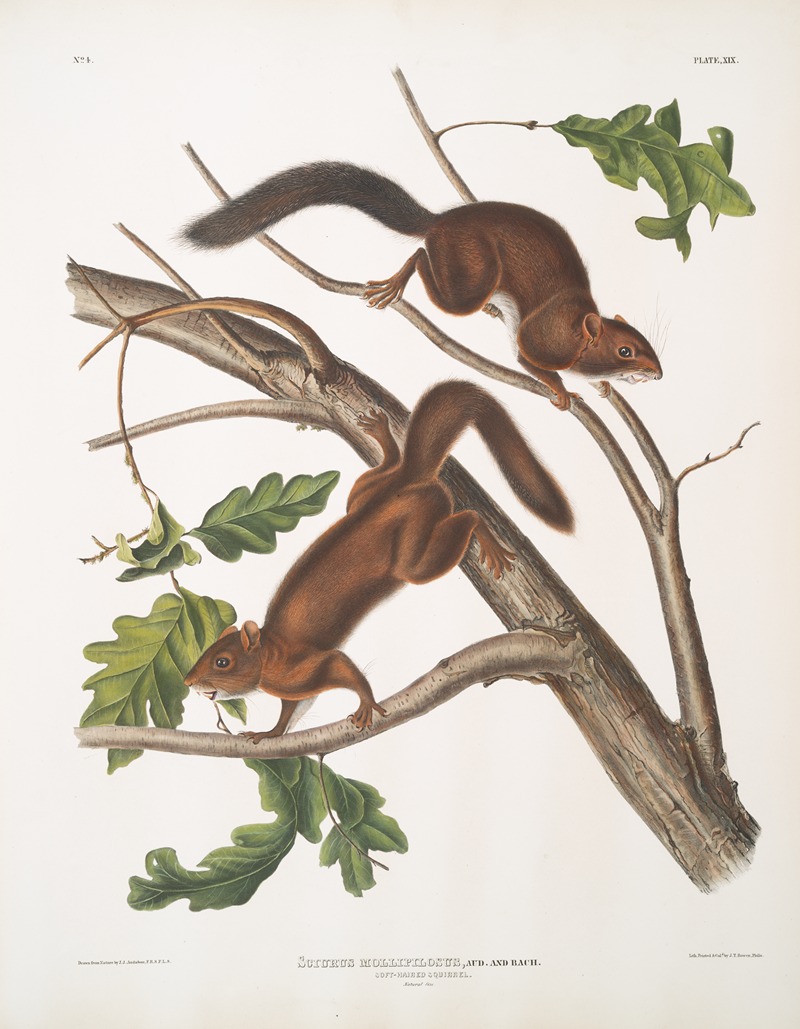 John Woodhouse Audubon - Sciurus mollipilosus, Soft-haired Squirrel. Natural size.