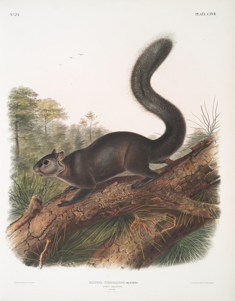 John Woodhouse Audubon - Sciurus nigrenscens, Dusky Sqiurrel. Male. Natural size.