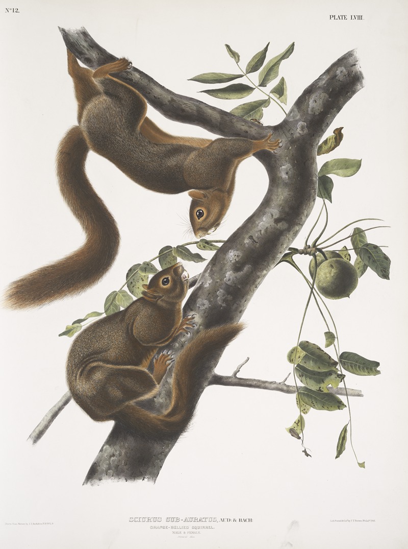 John Woodhouse Audubon - Sciurus sub-auratus, Orange-bellied Squirrel. Male & female. Natural size.