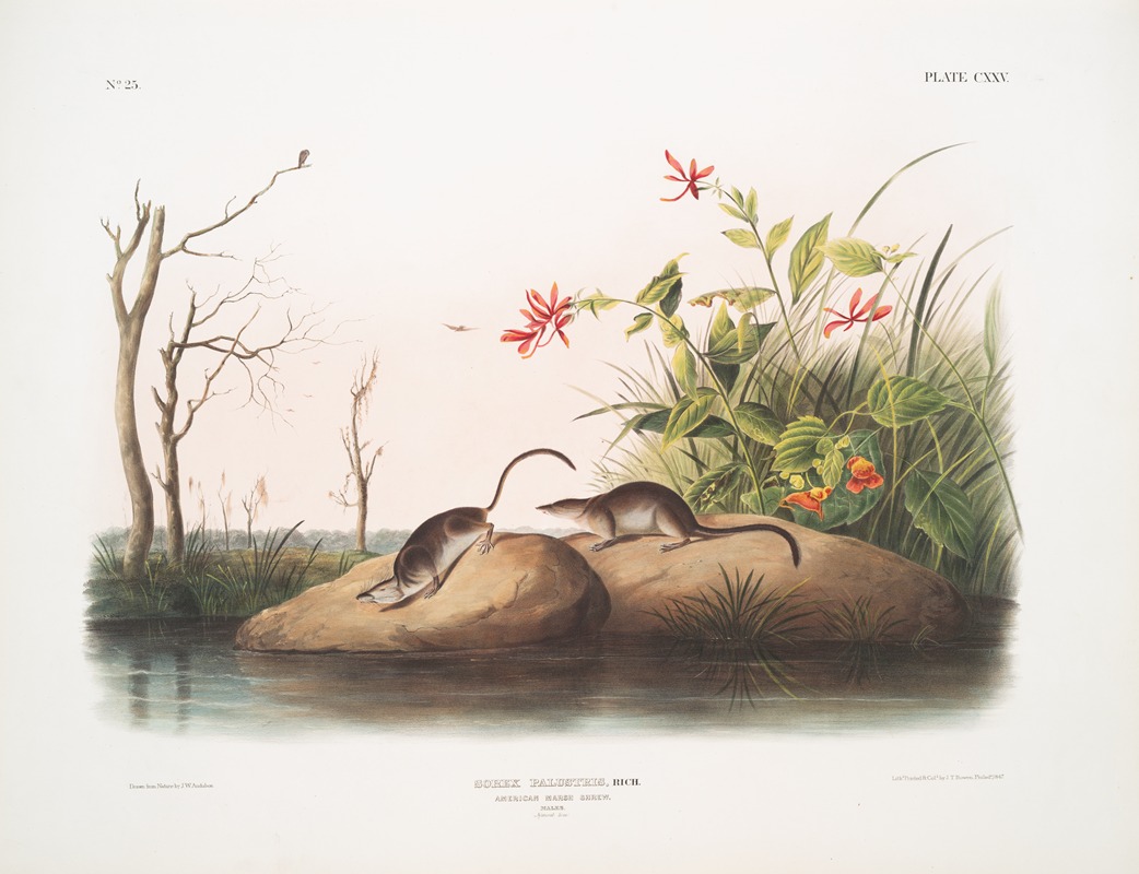 John Woodhouse Audubon - Sorex palustris, American Marsh Shrew. Males. Natural size.