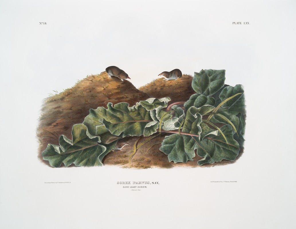 John Woodhouse Audubon - Sorex parvus, Say’s Least Shrew. Natural size.