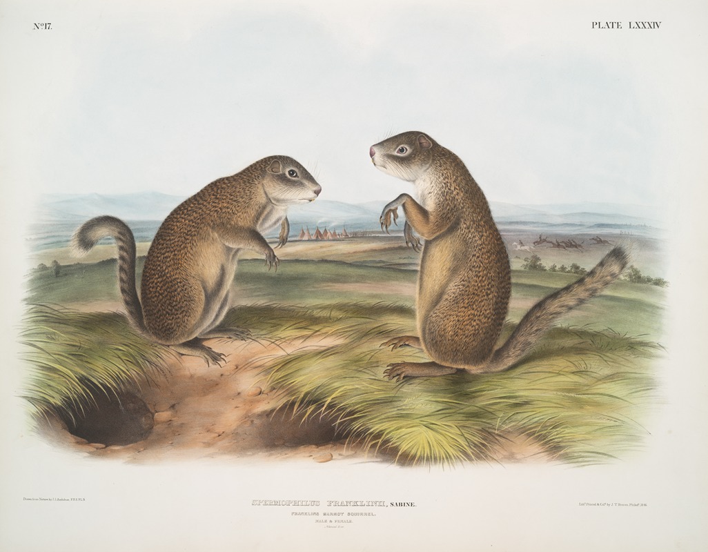 John Woodhouse Audubon - Spermophilus Franklinii, Franklin’s Marmot Squirrel. (Male & female. Natural size.)