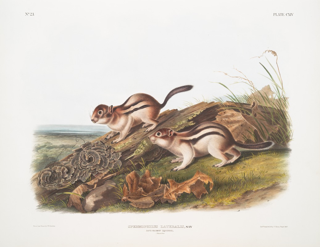 John Woodhouse Audubon - Spermophilus lateralis, Say’s Marmot Squirrel. Natural size.
