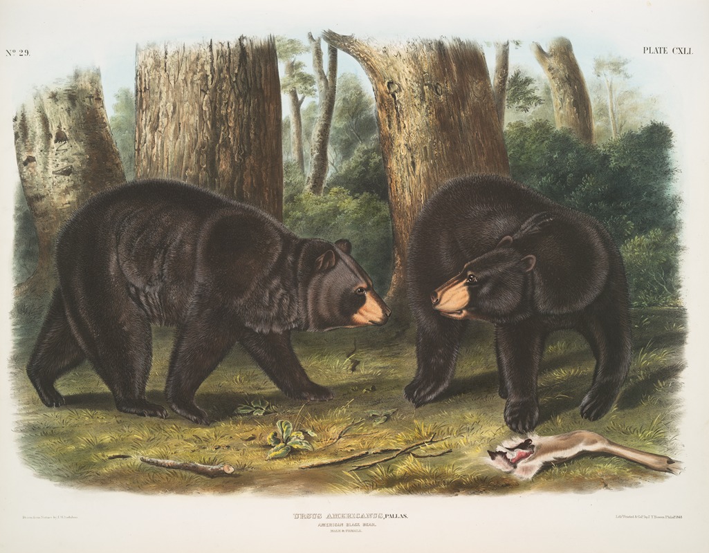 John Woodhouse Audubon - Ursus Americanus, American Black Bear. Male & female.