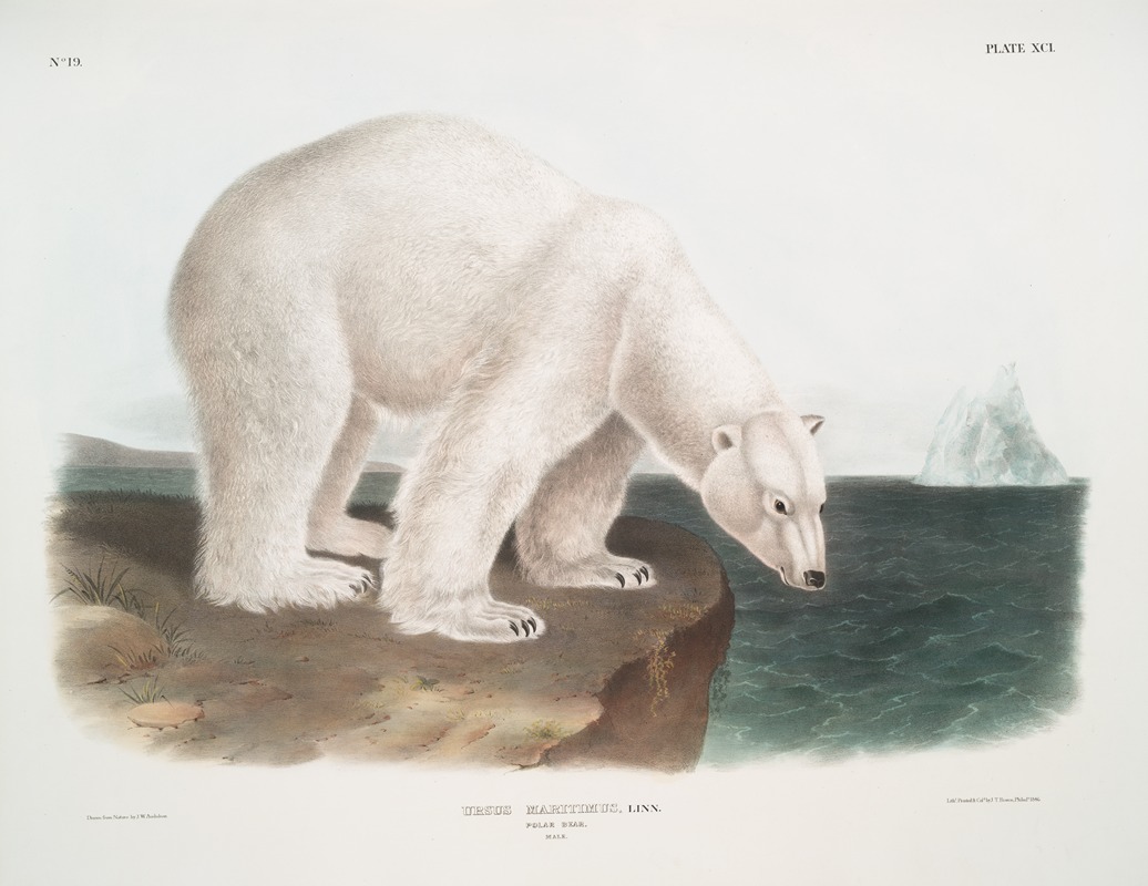 John Woodhouse Audubon - Ursus maritimus, Polar Bear. (Male.)