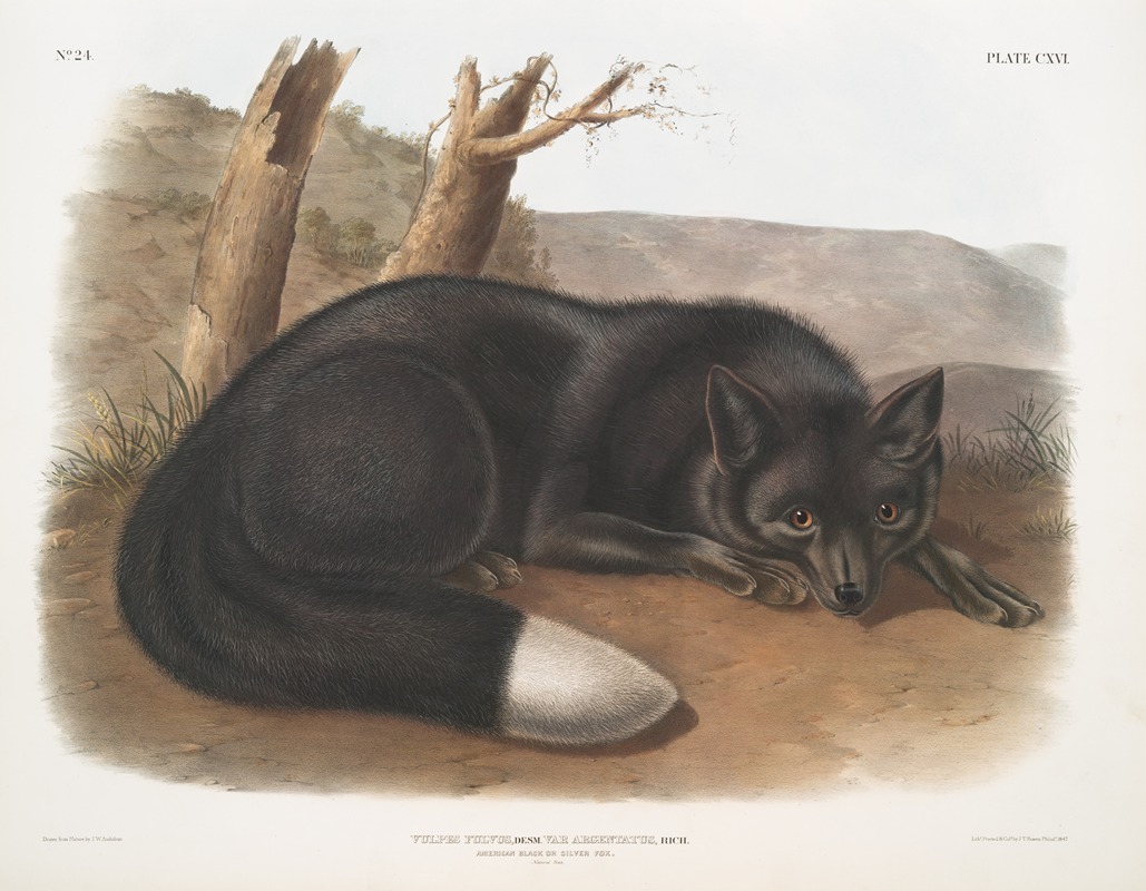 John Woodhouse Audubon - Vulpes fulvus, American Black, or Silver Fox.