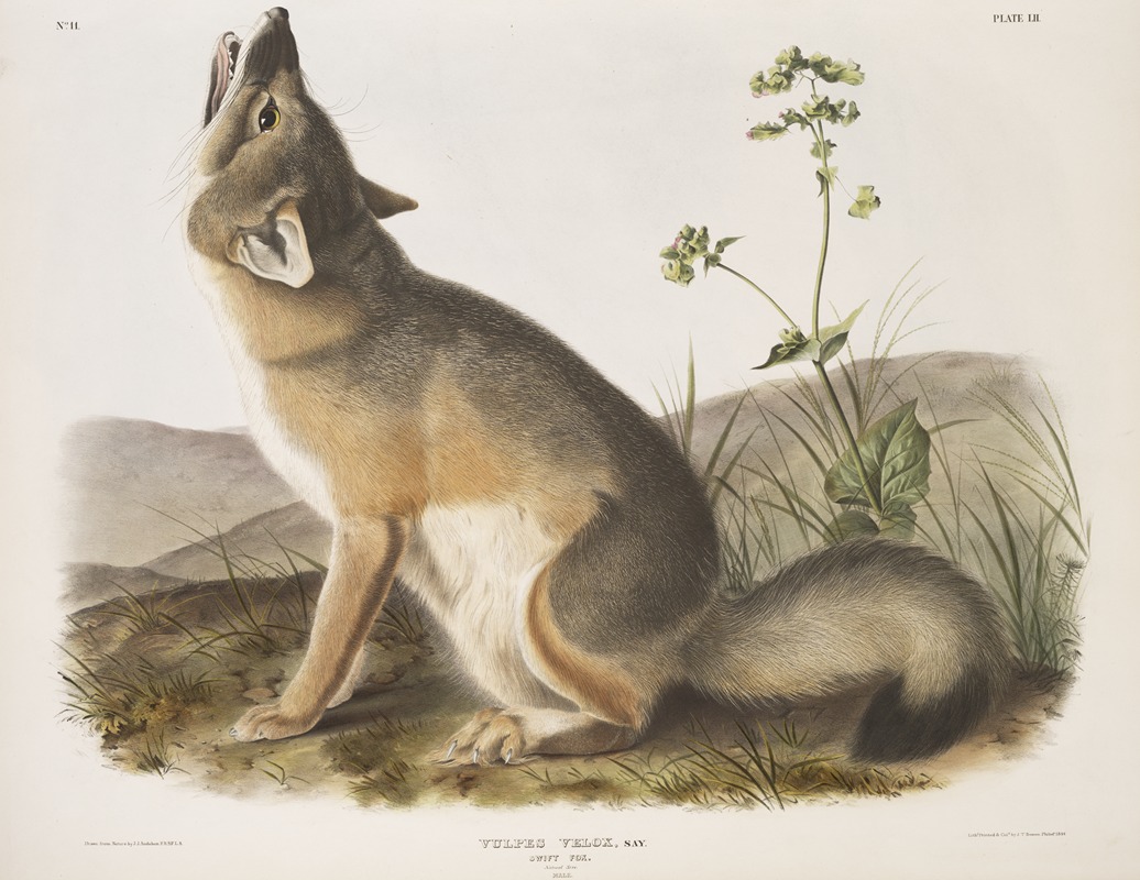 John Woodhouse Audubon - Vulpes velox, Swift Fox. Natural size. Male.