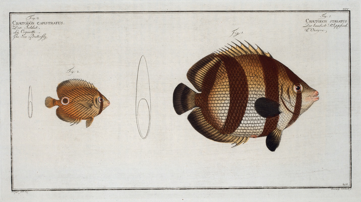 Marcus Elieser Bloch - 1. Chaetodon striatus; 2. Chaetodon capistratus, The Sea Butterfly.