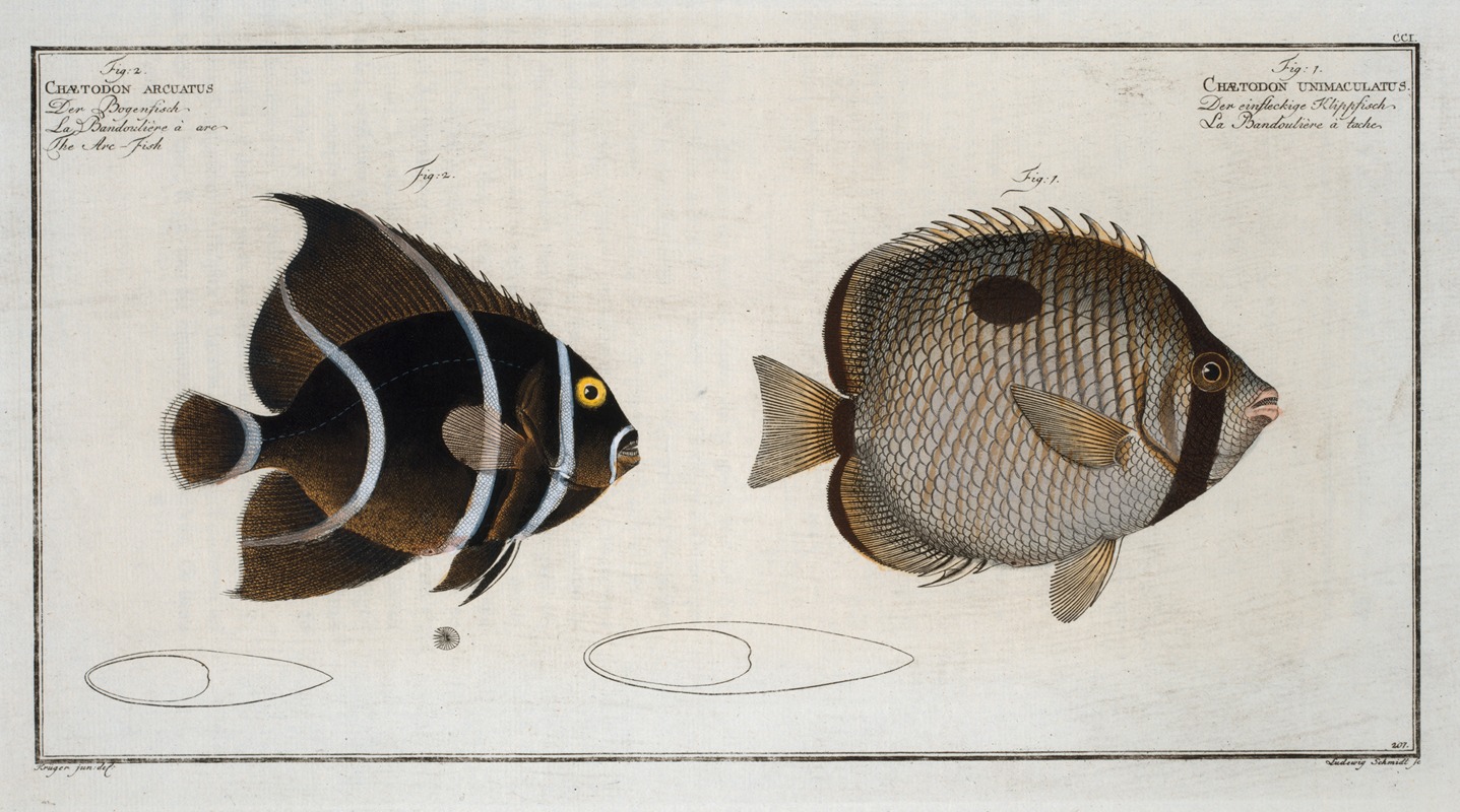 Marcus Elieser Bloch - 1. Chaetodon unimaculatus; 2. Chaetodon arcuatus, The Arc-Fish.