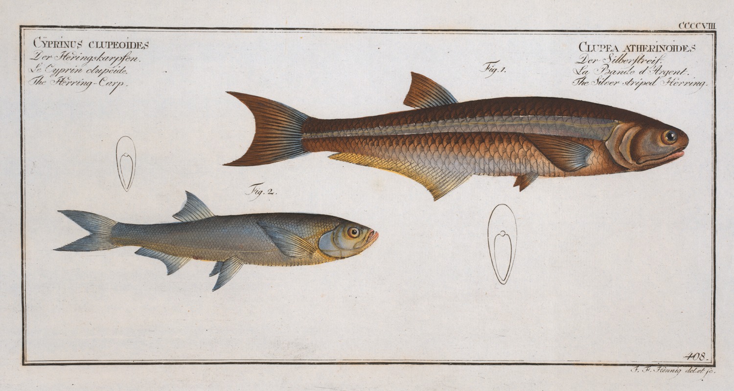 Marcus Elieser Bloch - 1. Clupea atherinoides, The Silver-striped Herring; 2. Cyprinus clupeoides, The Herring-Carp.