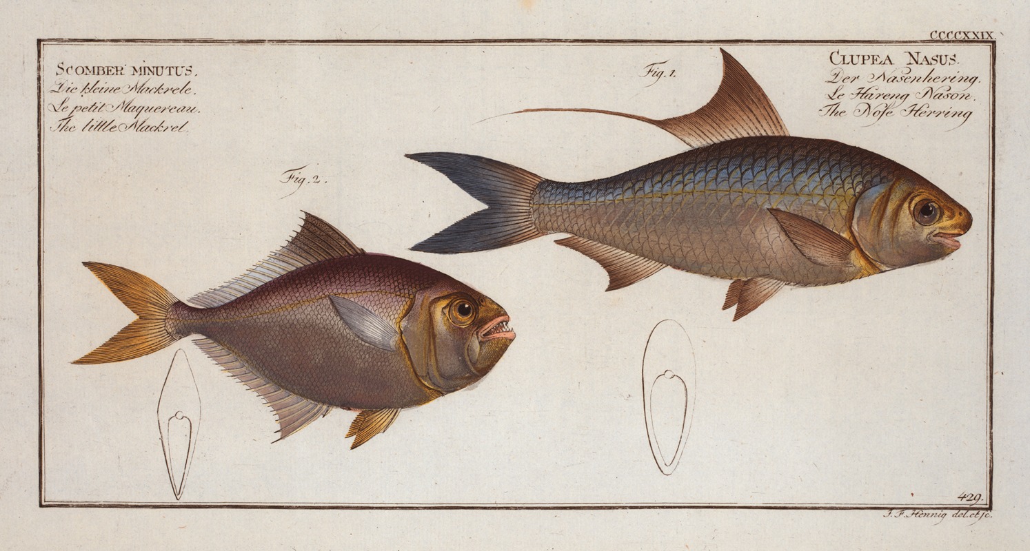 Marcus Elieser Bloch - 1. Clupea Nasus, The Nose-Herring; 2. Scomber minutus, The little Mackrel.