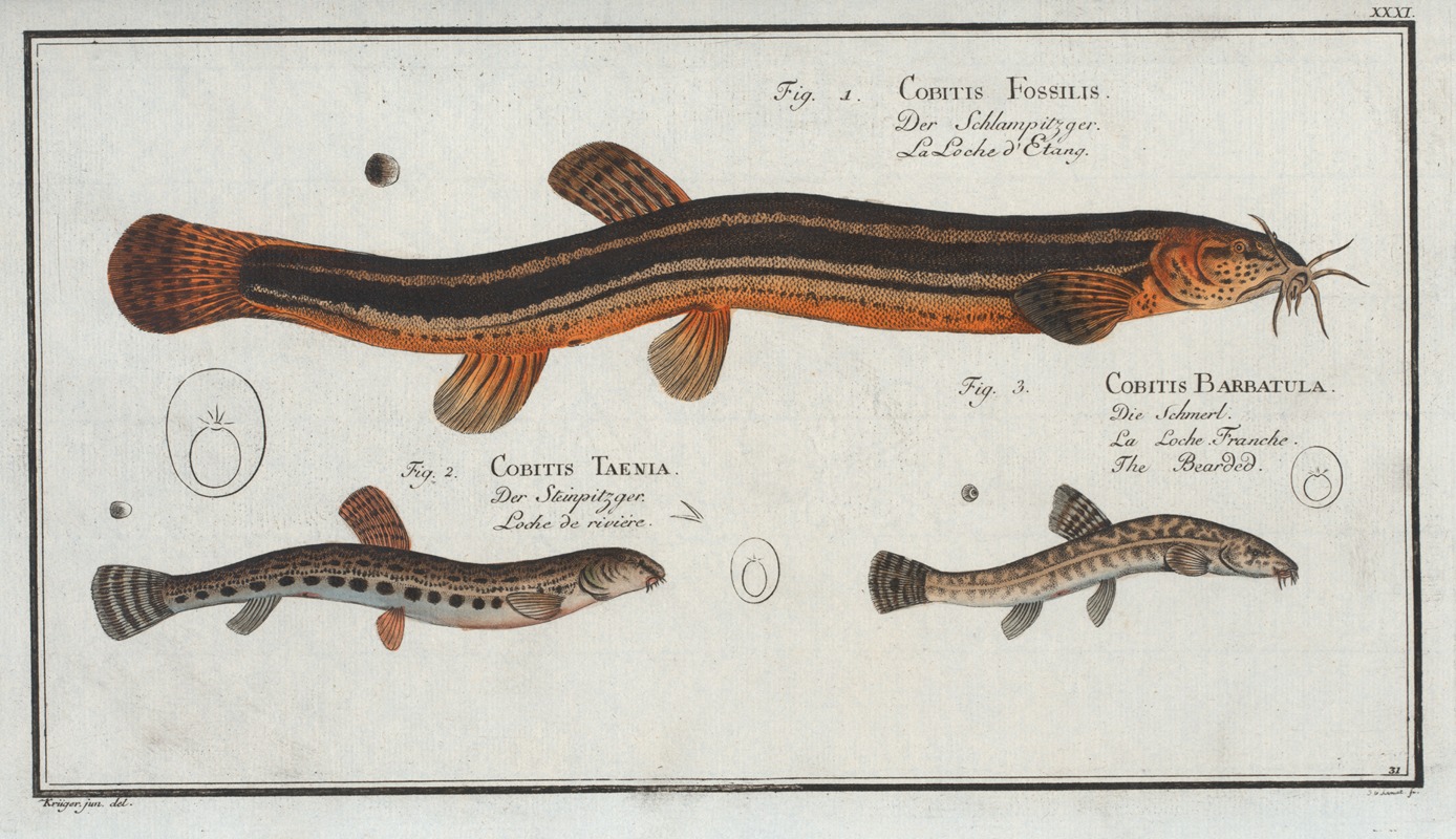 Marcus Elieser Bloch - 1. Cobitis Fossilis, The Muddy-Loach; 2. Cobitis Taenia, The Ribban-Loach; 3. Cobitis Bartula, The Bearded-Loach.