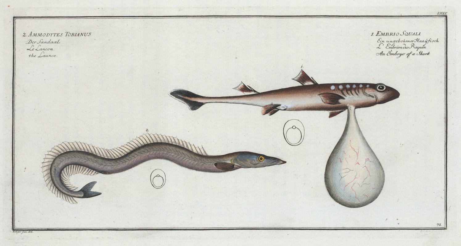 Marcus Elieser Bloch - 1. Embrio Squali, An Embryo of a Shark; 2. Ammodytes Tobianus, The Launce.