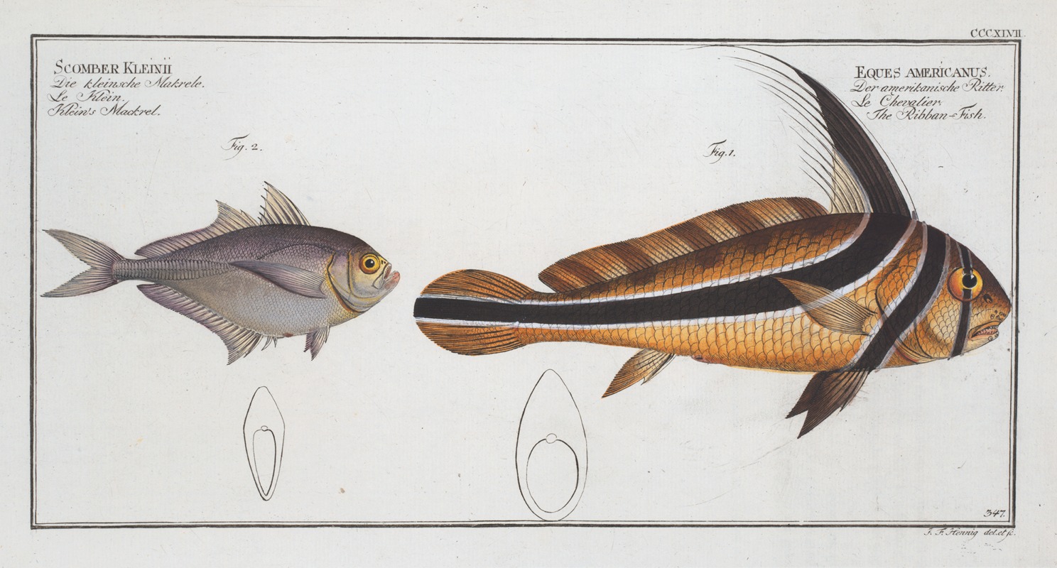 Marcus Elieser Bloch - 1. Eques americanus, The Ribban-Fish; 2. Scomber Kleinii, Klein’s Mackrel.