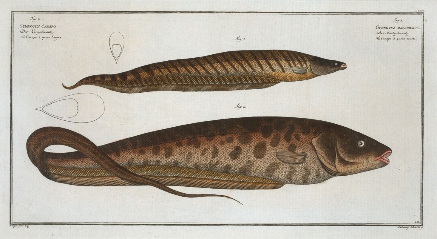 Marcus Elieser Bloch - 1. Gymnotus brachiurus; 2. Gymnotus Carapo.