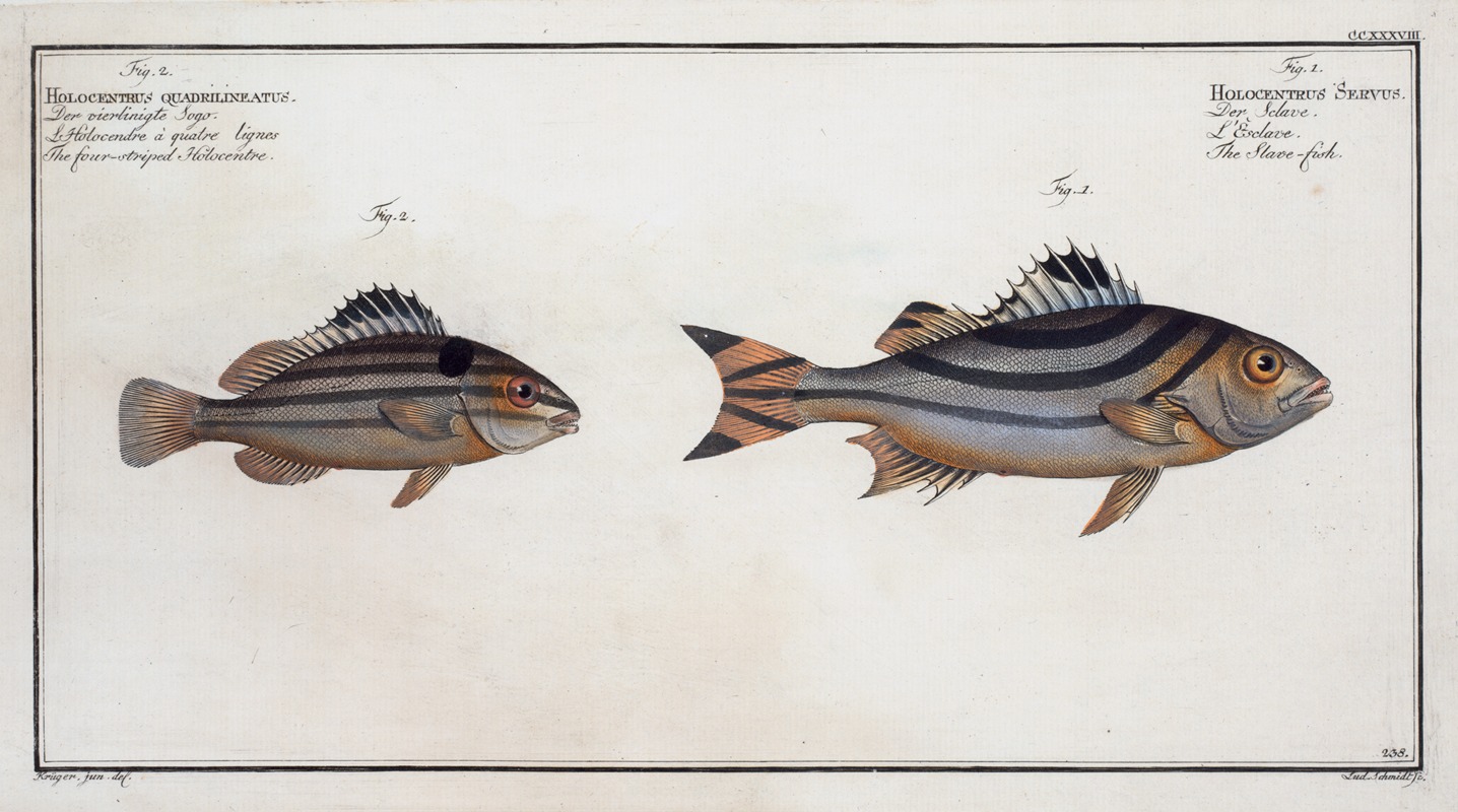 Marcus Elieser Bloch - 1. Holocentrus Servus, The Slave-fish; 2. Holocentrus quadrilineatus, The four-striped Holocentre.