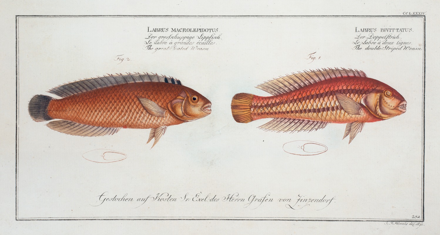 Marcus Elieser Bloch - 1. Labrus bivittatus, The double-Striped Wrasse; 2. Labrus macrolepidotus, The great-Scaled Wrasse.