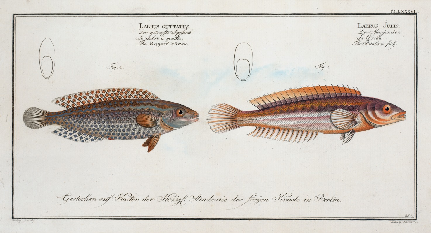 Marcus Elieser Bloch - 1. Labrus Julis, The Rainbow-fish; 2. Labrus Guttatus, The dropped Wrasse.