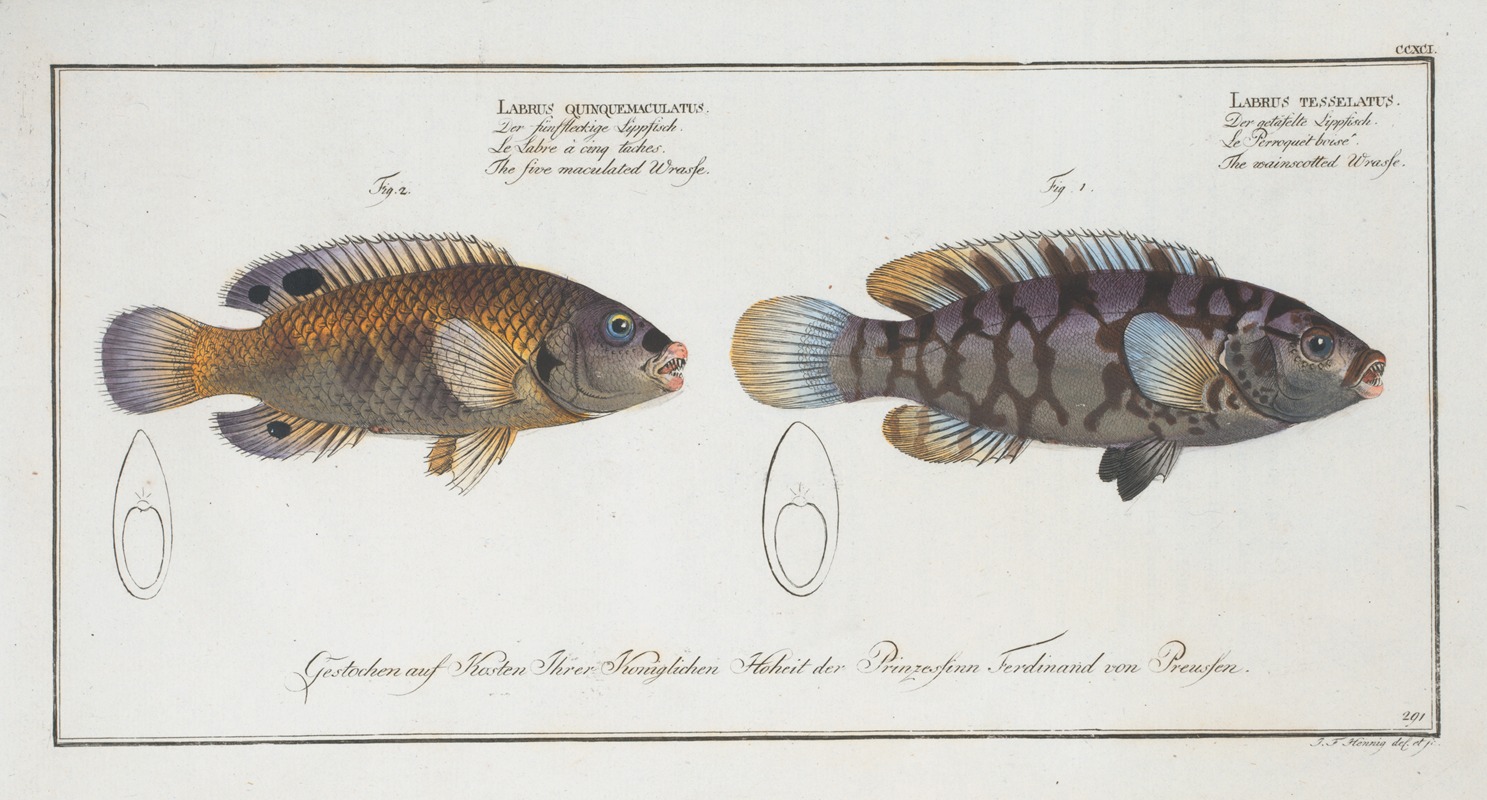 Marcus Elieser Bloch - 1. Labrus tesselatus, The wainscotted Wrasse; 2. Labrus quinquemaculatus,The five maculated Wrasse.