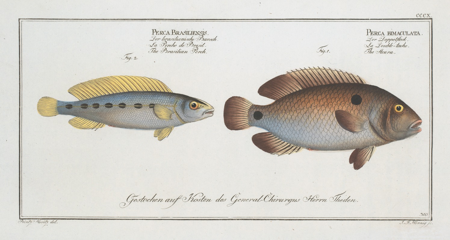 Marcus Elieser Bloch - 1. Perca bimaculata, The Acara; 2. Perca Brasiliensis, The Brasilian Perch.