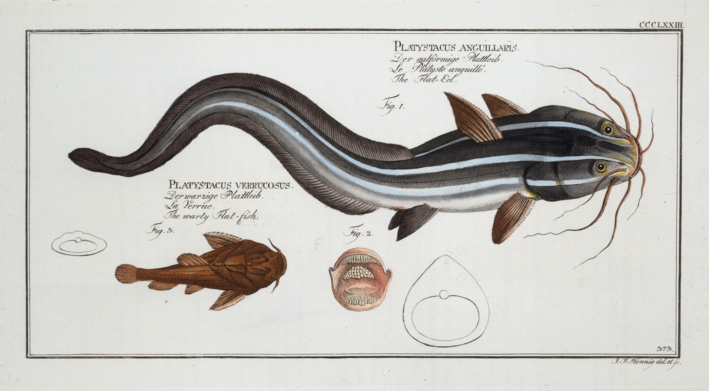 Marcus Elieser Bloch - 1. Platystacus angullaris, The Flat-Eel; 2. Platystacus verrucosus, The warty Flat-fish.