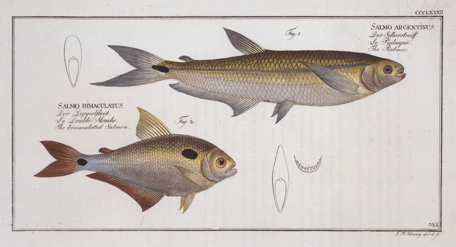 Marcus Elieser Bloch - 1. Salmo argentinus, The Piabuco; 2. Salmo bimaculatus, The bimaculated Salmon.