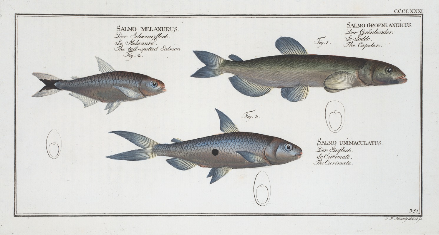 Marcus Elieser Bloch - 1. Salmo groenlandicus, The Capelan; 2. Salmo melanurus, The tail-spotted Salmon; 3. Salmo unimaculatus, The Curimate.