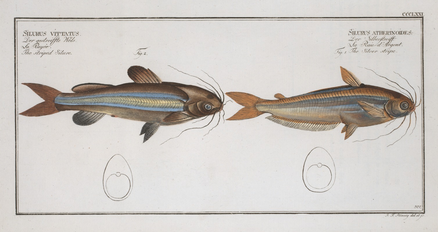 Marcus Elieser Bloch - 1. Silurus atherinoides, The Silver stripe; 2. Silurus vittatus, The striped Silure.