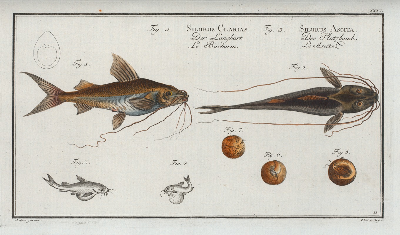 Marcus Elieser Bloch - 1. Silurus Clarias, The Longbearded; 3. Silurus Ascita, The Crack-Belly.