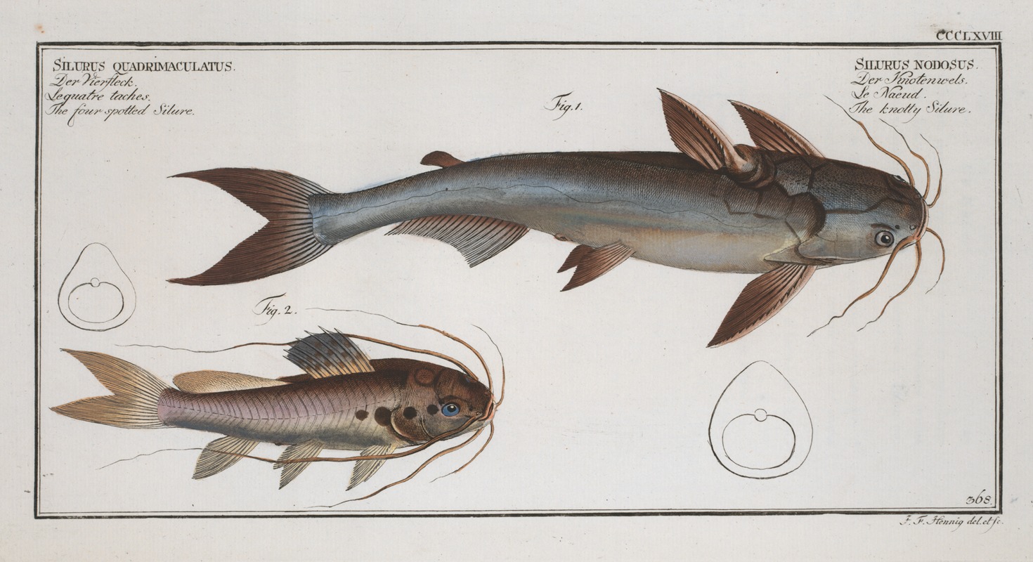 Marcus Elieser Bloch - 1. Silurus Nodosus, The knotty Silure; 2. Silurus Quadrimaculatus, The four spotted Silure.